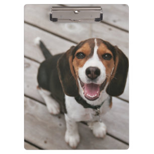 Carpeta De Pinza Beagle_puppy
