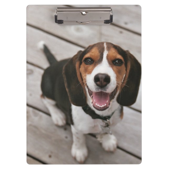 Carpeta De Pinza Beagle_puppy (Anverso)