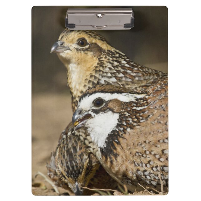 Carpeta De Pinza Bebés de codorniz Bobwhite del norte en el estanqu (Anverso)