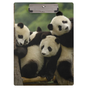 Carpeta De Pinza Bebés de panda gigante (Ailuropoda melanoleuca)