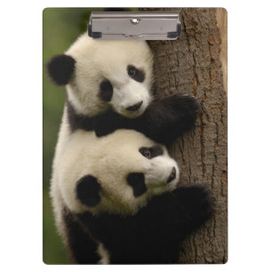 Carpeta De Pinza Bebés de panda gigante (Ailuropoda melanoleuca) 2