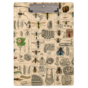 Carpeta De Pinza Bee Insect Bug Wasp Naturaleza Abejas Pintura