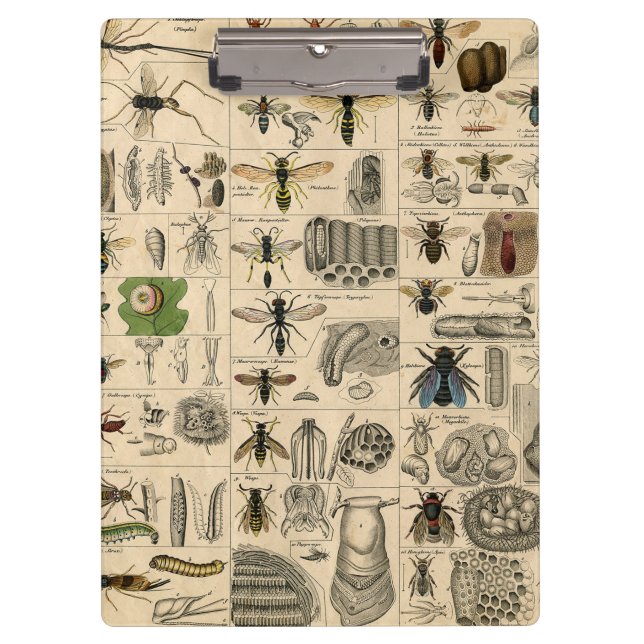 Carpeta De Pinza Bee Insect Bug Wasp Naturaleza Abejas Pintura (Anverso)