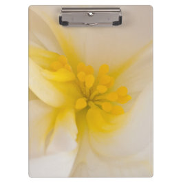 Carpeta De Pinza Begonia blanca