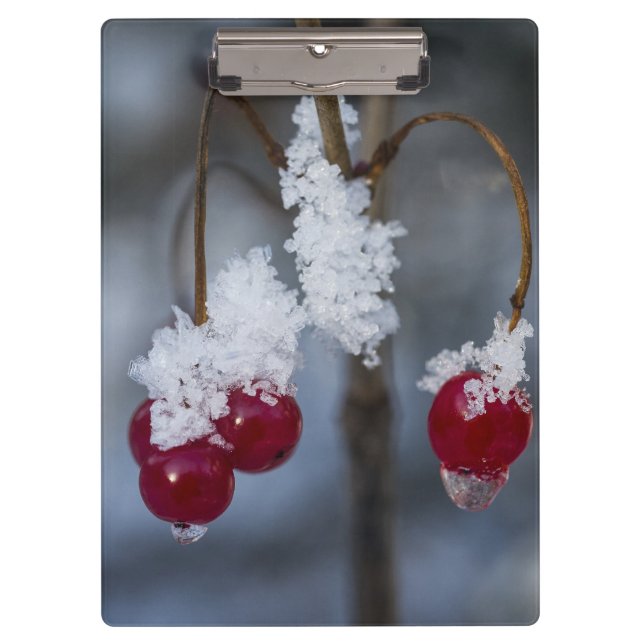 Carpeta De Pinza Berries heladas (Anverso)