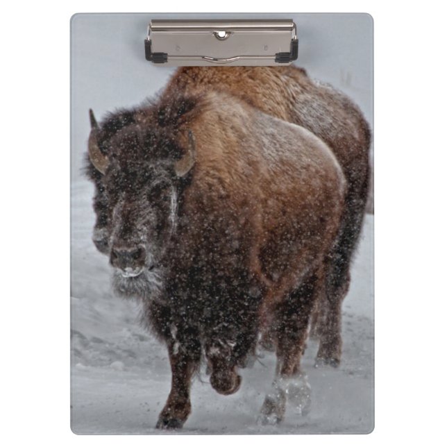 Carpeta De Pinza Bisonte de Yellowstone (Anverso)