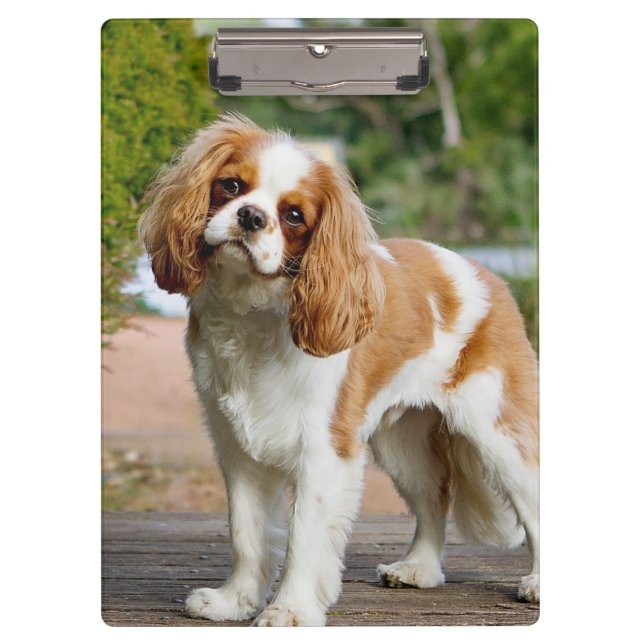 Carpeta De Pinza Blenheim Cavalier King Charles Spaniel Dog (Anverso)