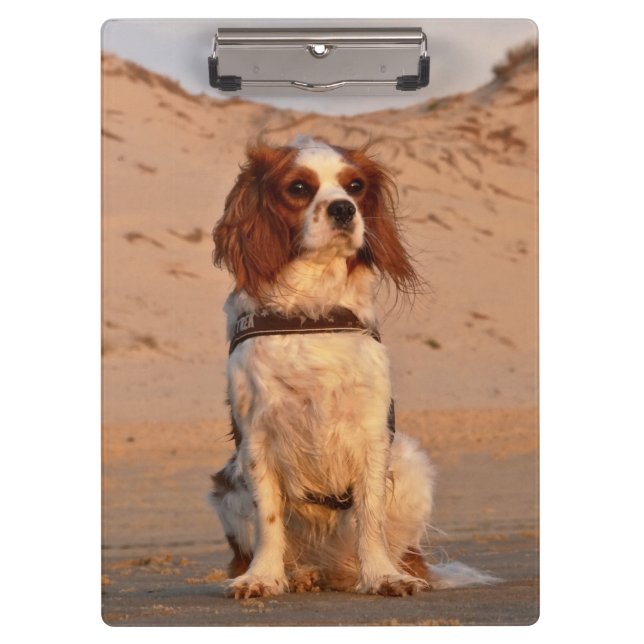 Carpeta De Pinza Blenheim Cavalier King Charles Spaniel Dog (Anverso)