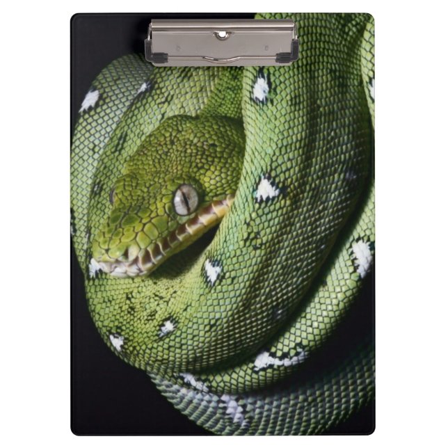 Carpeta De Pinza Boa esmeralda de la serpiente verde del árbol en (Anverso)
