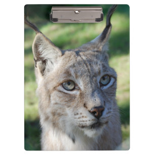 Carpeta De Pinza BOBCAT ~ lince ~ foto: Jean Louis Glineur