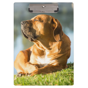 Carpeta De Pinza Boerboel