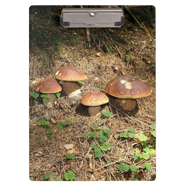 Carpeta De Pinza boletus (Anverso)