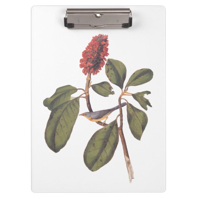 Carpeta De Pinza Bonaparte Flycatcher Canada Warbler Audubon Bird (Anverso)