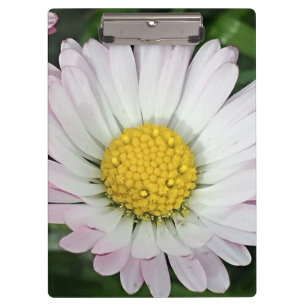 Carpeta De Pinza Bonito