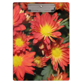 Carpeta De Pinza bonito naranja de vacaciones daisy flores. florido