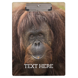 Carpeta De Pinza Borneo Orangutan Beautiful Photography