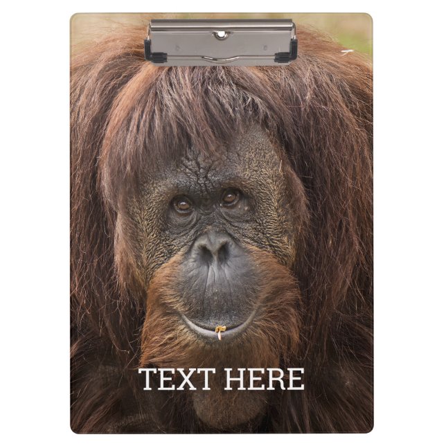 Carpeta De Pinza Borneo Orangutan Beautiful Photography (Anverso)