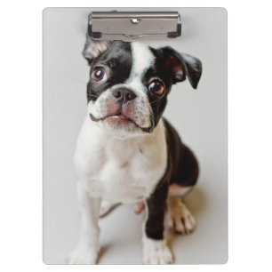 Carpeta De Pinza Boston Terrier