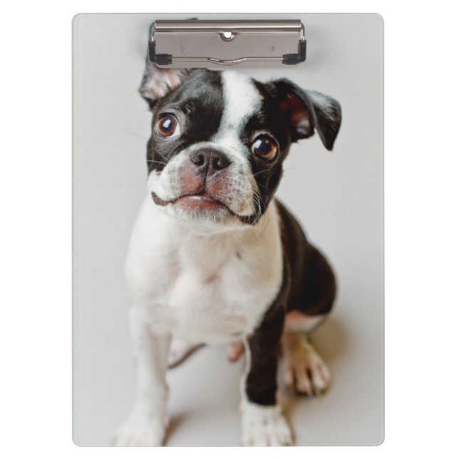 Carpeta De Pinza Boston Terrier (Anverso)