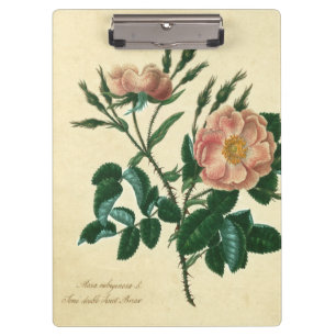 Carpeta De Pinza Briar dulce subió
