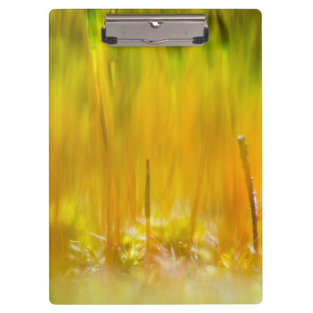 Carpeta De Pinza Brotes de colores (Anverso)