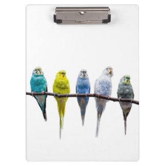 Carpeta De Pinza Budgies