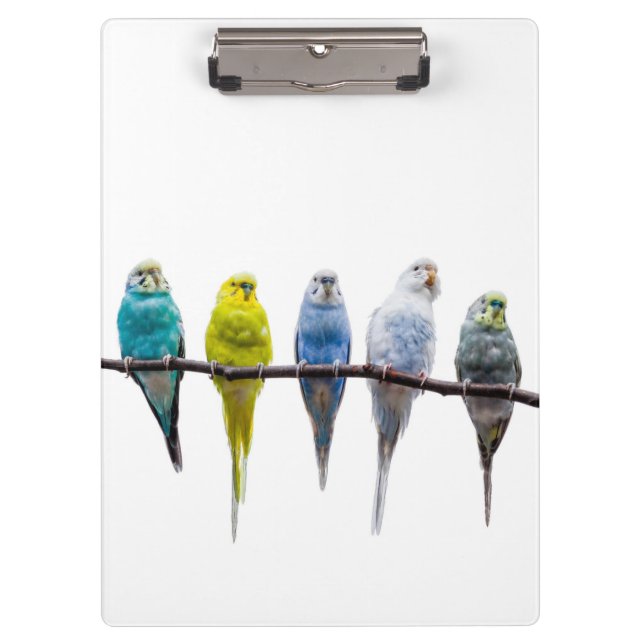 Carpeta De Pinza Budgies (Anverso)