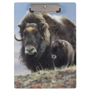 Carpeta De Pinza Buey almizclero con cría