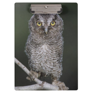 Carpeta De Pinza Búho chillón oriental, Megascops asio, Otus 2