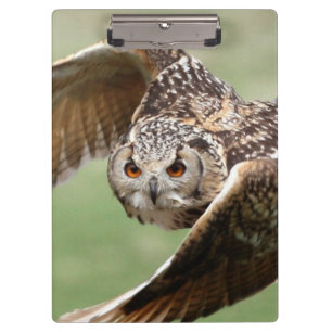 Carpeta De Pinza Búho de Eagle en vuelo