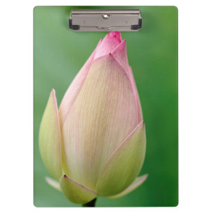 Carpeta De Pinza Bulbo de Nenúfar sin abrir, Botánico de Durban
