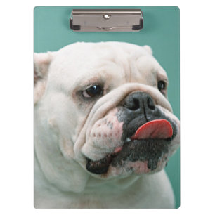Carpeta De Pinza Bulldog