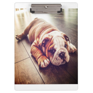 Carpeta De Pinza Bulldog Inglés Ligero Perro   Foto de perro