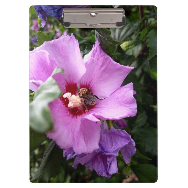 Carpeta De Pinza Bumblebee en la flor de Hibiscus (Anverso)