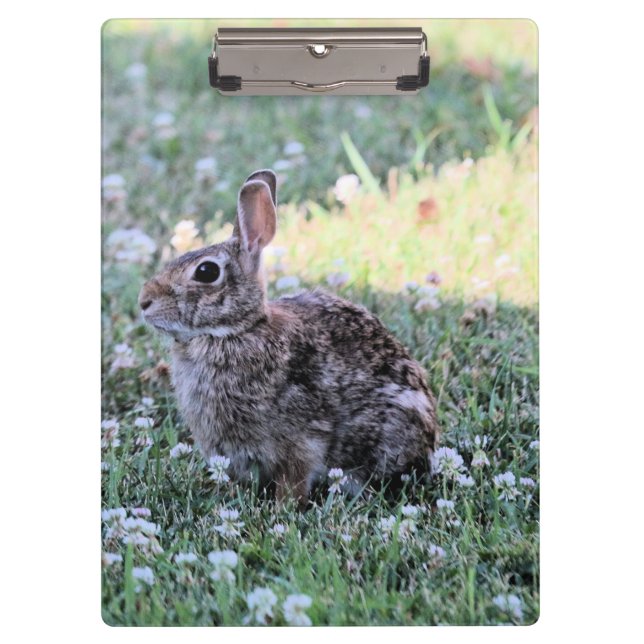 Carpeta De Pinza Bunny (Anverso)