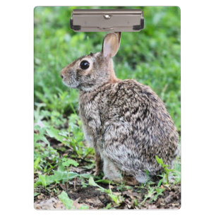 Carpeta De Pinza Bunny