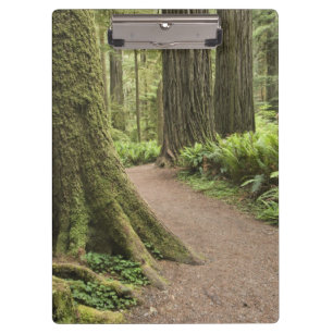 Carpeta De Pinza CA, Parque Estatal Jedediah Smith, Simpson-Reed