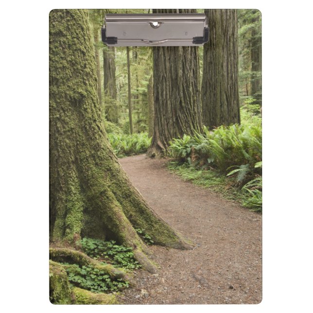 Carpeta De Pinza CA, Parque Estatal Jedediah Smith, Simpson-Reed (Anverso)