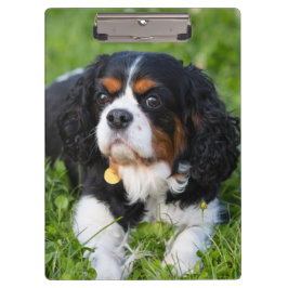 Carpeta De Pinza Caballero Tri Color King Charles Spaniel Dog