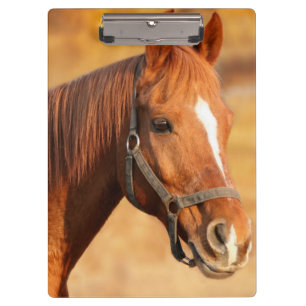 Carpeta De Pinza Caballo