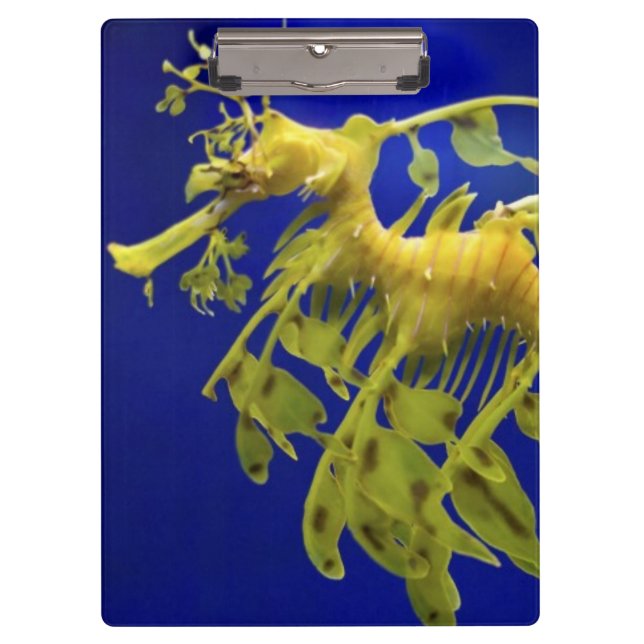 Carpeta De Pinza Caballo de mar (Anverso)