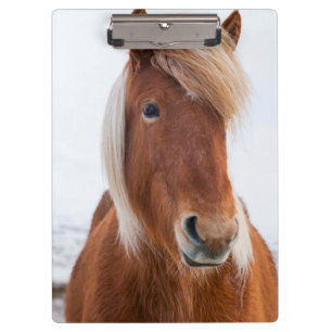 Carpeta De Pinza Caballo islandés durante el invierno