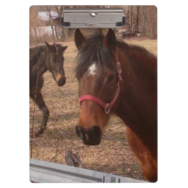 Carpeta De Pinza Caballos de Brown (Anverso)
