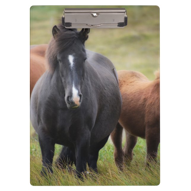 Carpeta De Pinza Caballos hermosos (Anverso)