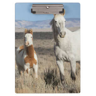 Carpeta De Pinza Caballos salvajes en casa en la cuenca de Sandwash