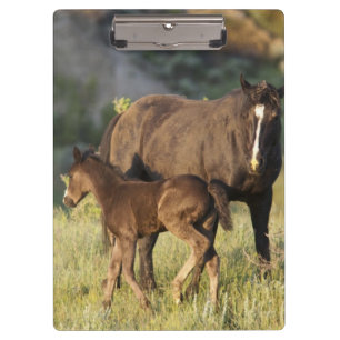 Carpeta De Pinza Caballos salvajes en el Parque Nacional Theodore R