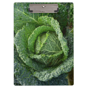 Carpeta De Pinza Cabeza de col orgánica fresca