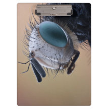 Cabeza de insecto en primer plano