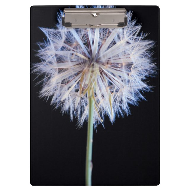 Carpeta De Pinza Cabeza de semilla de diente de león (Taraxacum Off (Anverso)