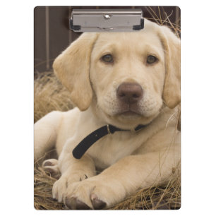 Carpeta De Pinza cachorro de Labrador Retriever